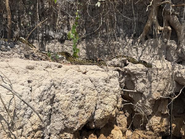 Dwerganaconda (Eunectes notaeus)